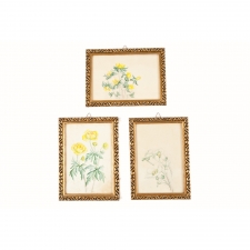 Set of Three Floral Watercolors with Giltwood Picture Frames